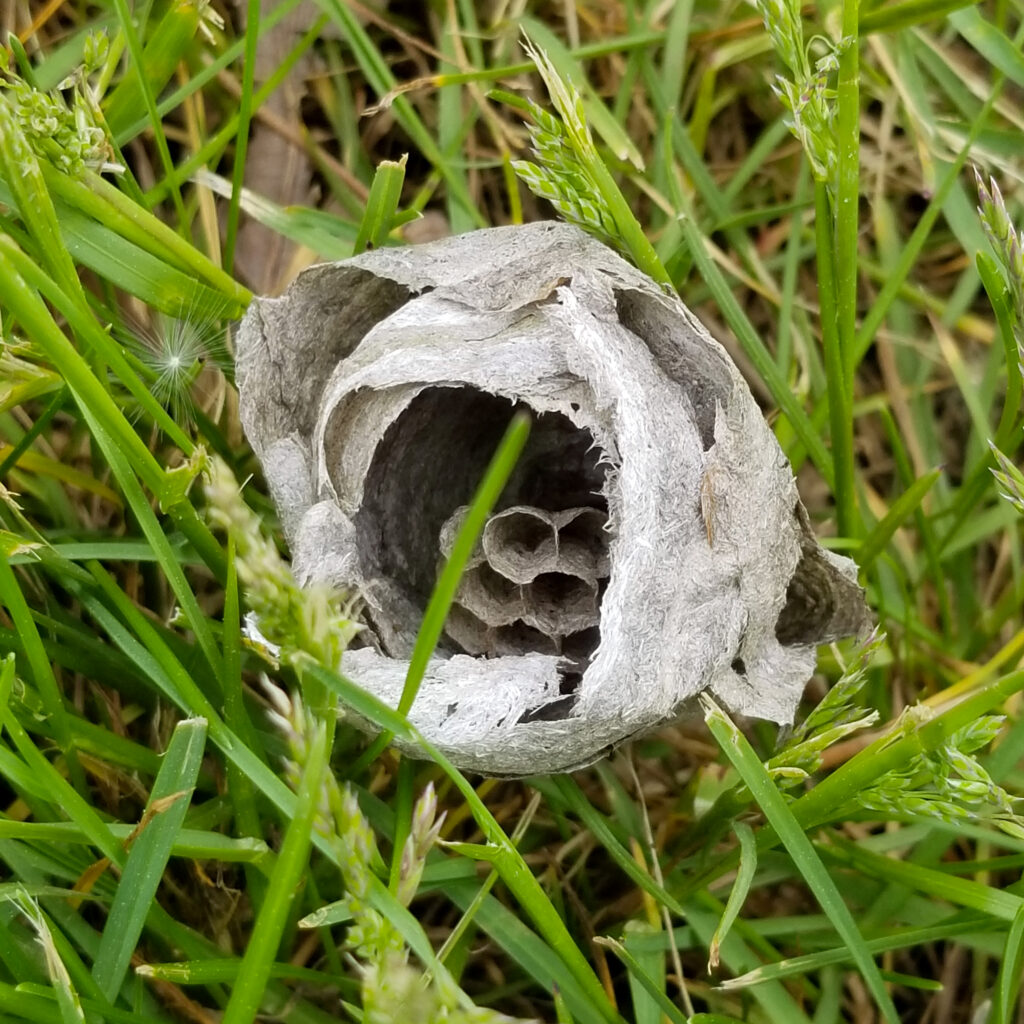 An abadoned wasp nest resting in the spring grass at the Humber College arboretum